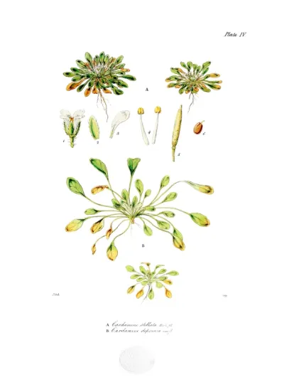 Cardamine stellata and Cardamine depressa