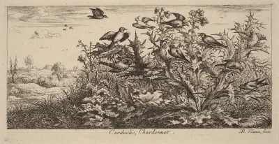 Carduelis, The Goldfinch
