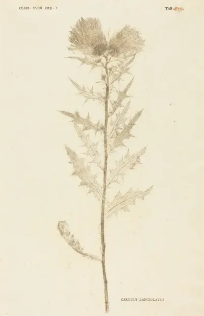 Carduus Lanceolatus