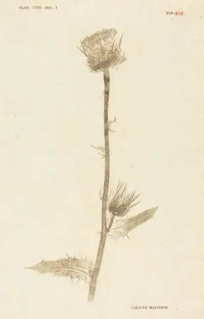 Carduus Maarianus