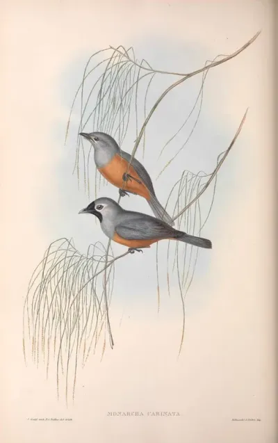 Carinated Flycatcher