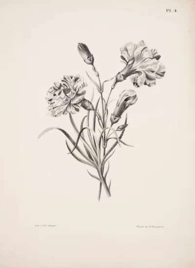 Carnation
