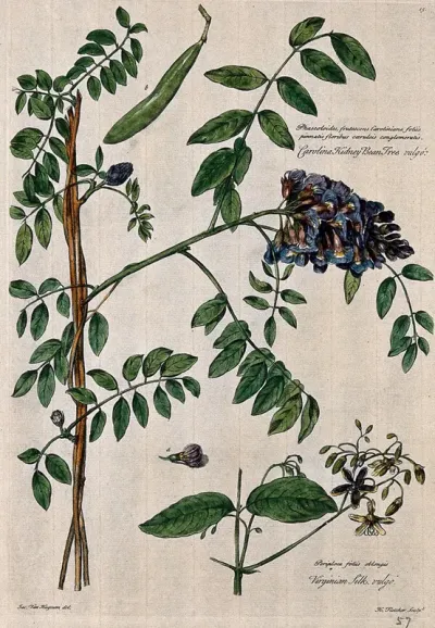 Carolina kidney bean plant (Phaeolus sp.) and virginian silk plant (Periploca sp.)