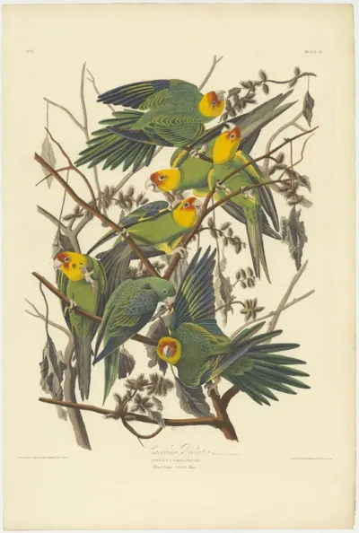 Carolina Parakeet, from 'Birds of America'