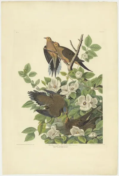Carolina Pigeon or Turtle Dove