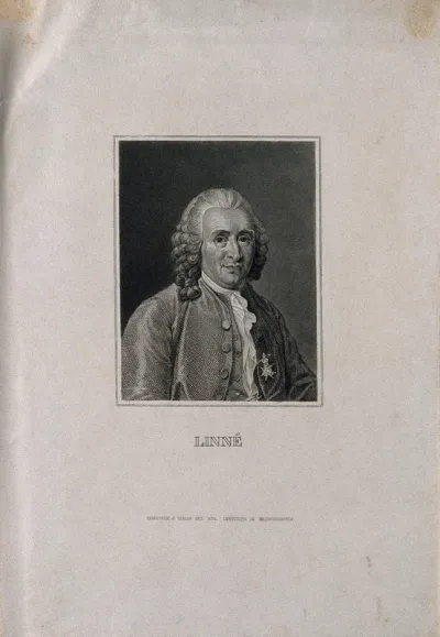 Carolus Linnaeus