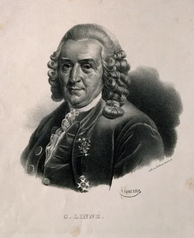Carolus Linnaeus