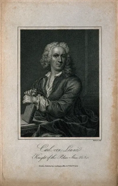 Carolus Linnaeus
