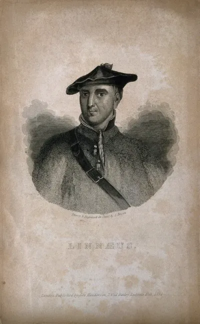 Carolus Linnaeus
