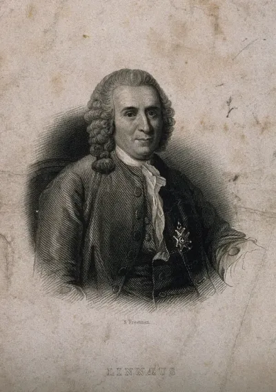 Carolus Linnaeus