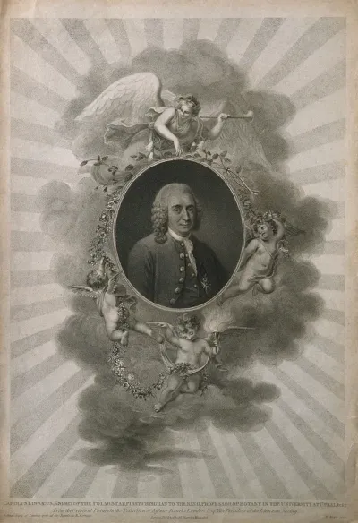 Carolus Linnaeus