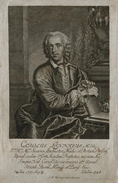 Carolus Linnaeus