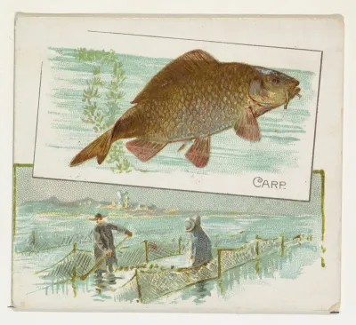 Carp, from Fish from American Waters series (N39) for Allen & Ginter Cigarettes