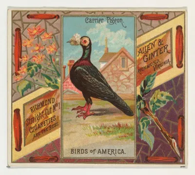 Carrier Pigeon, from the Birds of America series (N37) for Allen & Ginter Cigarettes