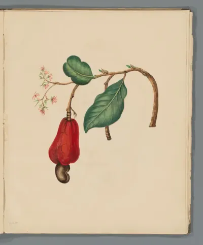 Cashew (Anacardium occidentale)