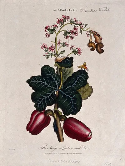 Cashew nut tree (Anacardium occidentale): fruiting and flowering branch