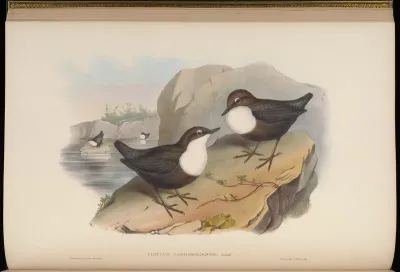 Cashmerian Water-Ouzel