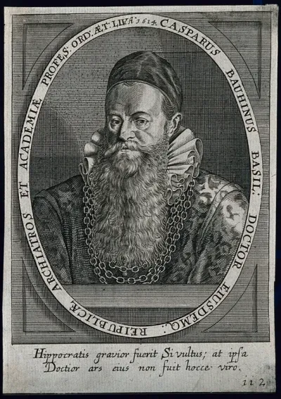Caspar Bauhin. Line engraving by C. Ammon, 1650 [?]