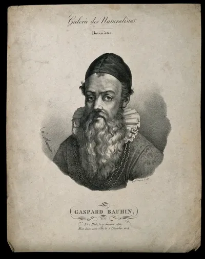 Caspar Bauhin. Lithograph by N. E. Maurin