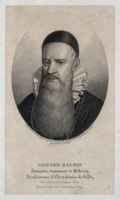 Caspar Bauhin. Stipple engraving by A. Tardieu