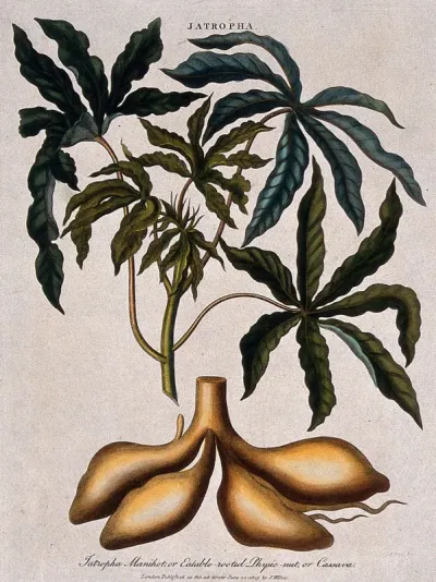 Cassava or tapioca plant (Manihot esculenta): leafy stem and tuberous roots