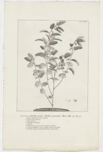Cassia nictitans