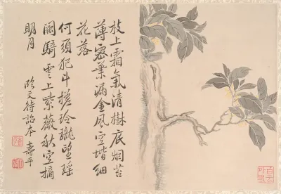 Cassia Tree
