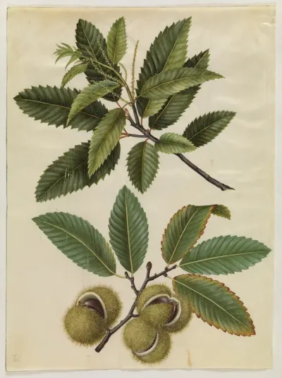 Castanea sativa (ægte kastanje)