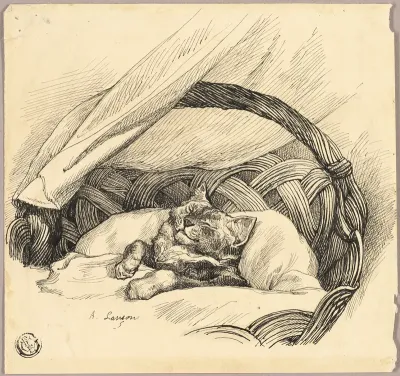 Cat Asleep in Basket