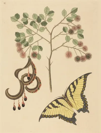 Cat's Claw (Mimosa circinalis)