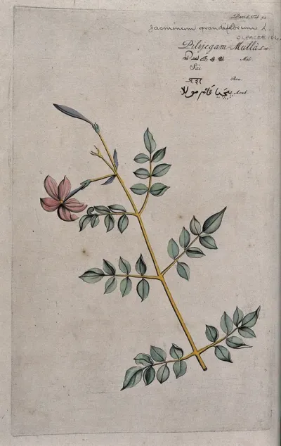 Catalonian jasmine or Spanish jasmine (Jasminum grandiflorum L.): branch with flowers