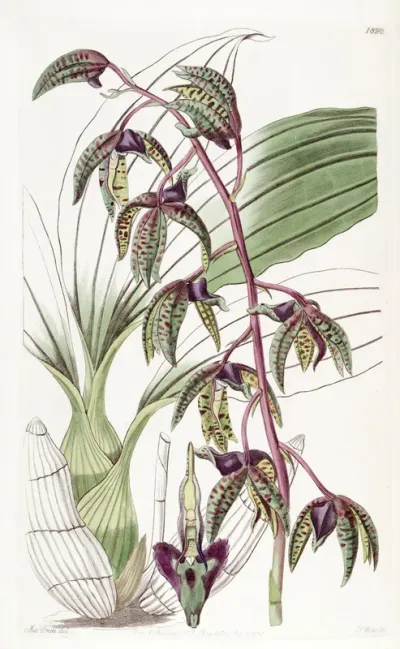 Catasetum deltoideum