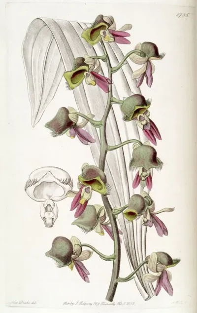 Catasetum discolor