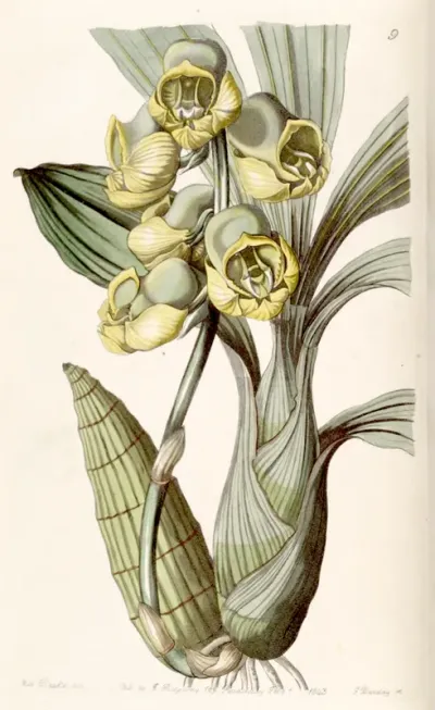 Catasetum planiceps