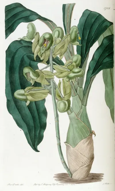 Catasetum purum