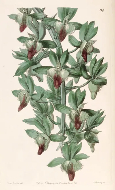 Catasetum socco
