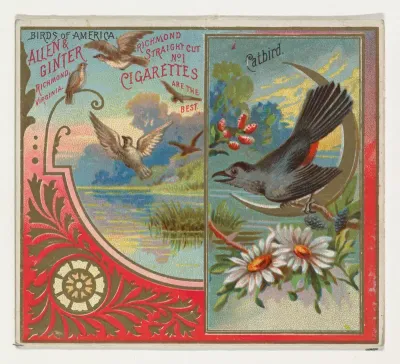 Catbird, from the Birds of America series (N37) for Allen & Ginter Cigarettes