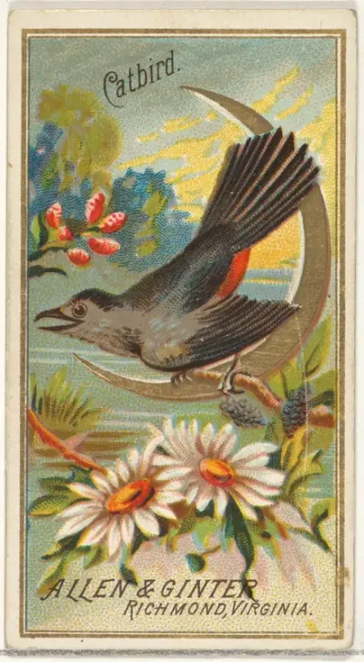 Catbird, from the Birds of America series (N4) for Allen & Ginter Cigarettes Brands