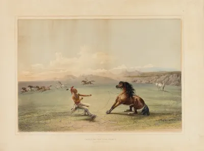 Catching the Wild Horse