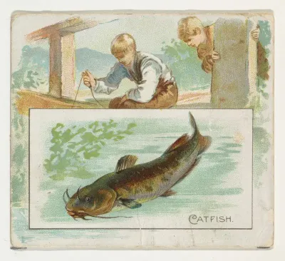 Catfish, from Fish from American Waters series (N39) for Allen & Ginter Cigarettes