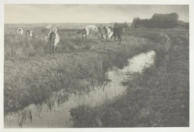 Cattle on the Marshes