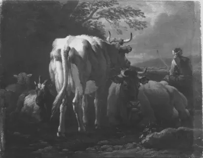 Cattle Resting