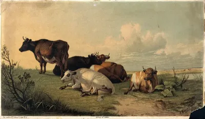 Cattle resting in open landscape