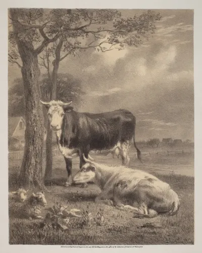 Cattle Ruminating
