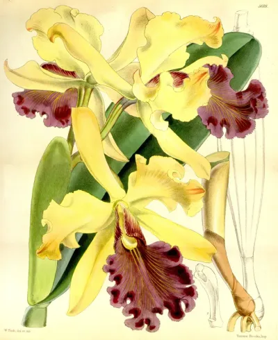 Cattleya Dowiana