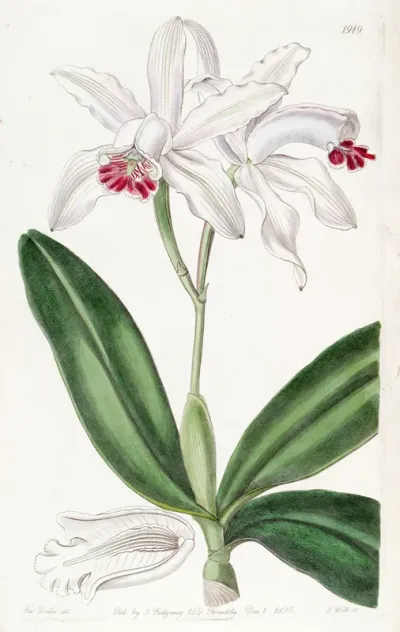 Cattleya intermedia