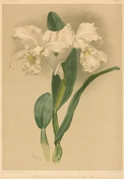 Cattleya Mendelii Quorndon House Var.