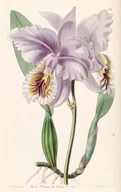 Cattleya mossiae