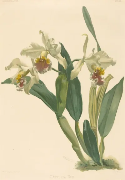 Cattleya Rex