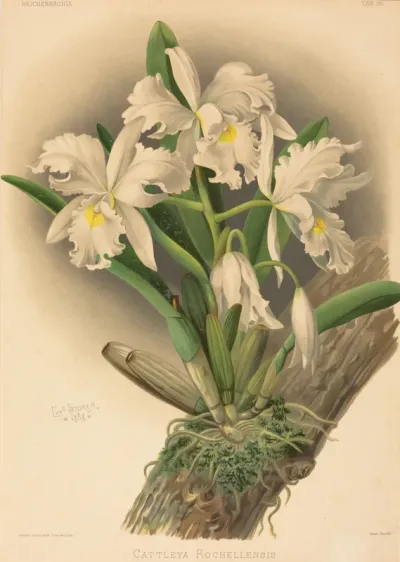 Cattleya Rochellensis